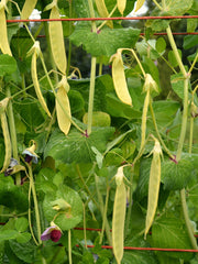 Load image into Gallery viewer, Snow Pea, 'Golden Sweet' – photo 2
