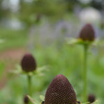 Load image into Gallery viewer, Rudbeckia, 'Green Wizard'
