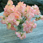 Load image into Gallery viewer, Sweet Pea, 'Heaven Scent' – photo 3
