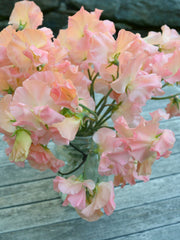 Load image into Gallery viewer, Sweet Pea, 'Heaven Scent' – photo 3
