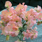 Load image into Gallery viewer, Sweet Pea, 'Heaven Scent' – photo 2
