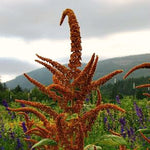 Load image into Gallery viewer, Amaranth, 'Hot Biscuits'

