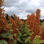 Load image into Gallery viewer, Amaranth, 'Hot Biscuits' – photo 2
