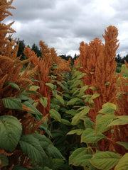 Load image into Gallery viewer, Amaranth, 'Hot Biscuits' – photo 2
