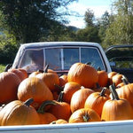 Load image into Gallery viewer, Pumpkin 'Howden' – photo 2
