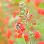 Load image into Gallery viewer, Salvia, 'Texas Hummingbird Sage' – photo 2
