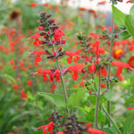 Load image into Gallery viewer, Salvia, 'Texas Hummingbird Sage'

