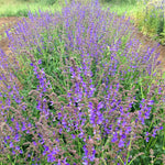 Load image into Gallery viewer, Hyssop – photo 2
