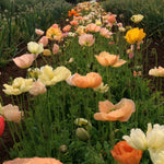 Load image into Gallery viewer, Poppy, Iceland, 'Pastel Meadows' – photo 2
