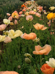 Load image into Gallery viewer, Poppy, Iceland, 'Pastel Meadows' – photo 2
