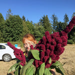 Load image into Gallery viewer, Amaranth, 'Elephant's Head' – photo 3
