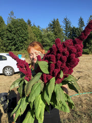 Load image into Gallery viewer, Amaranth, 'Elephant's Head' – photo 3
