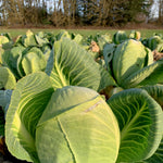 Load image into Gallery viewer, Cabbage, 'Dowinda'
