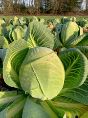 Load image into Gallery viewer, Cabbage, 'Dowinda'
