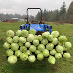 Load image into Gallery viewer, Cabbage, 'Dowinda' – photo 2
