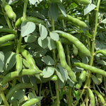 Load image into Gallery viewer, Fava, 'Karmazyn' – photo 2
