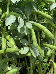 Load image into Gallery viewer, Fava, 'Karmazyn' – photo 2
