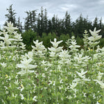 Load image into Gallery viewer, Salvia, 'White Swan' – photo 2
