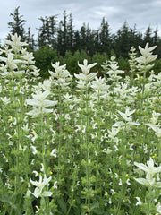 Load image into Gallery viewer, Salvia, 'White Swan' – photo 2
