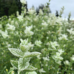 Load image into Gallery viewer, Salvia, 'White Swan'
