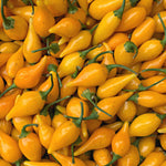 Load image into Gallery viewer, Hot Pepper, 'Biquinho Yellow' – photo 2
