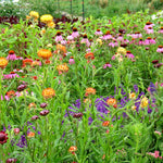 Load image into Gallery viewer, Strawflower, 'Monstrosum Fireball' – photo 3
