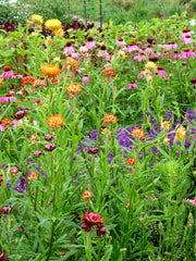 Load image into Gallery viewer, Strawflower, 'Monstrosum Fireball' – photo 3
