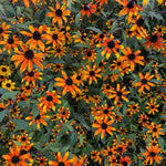 Load image into Gallery viewer, Rudbeckia, 'Prairie Glow'
