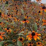 Load image into Gallery viewer, Rudbeckia, 'Prairie Glow' – photo 2
