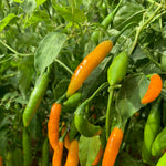 Load image into Gallery viewer, Hot Pepper, 'Criolla Sella' – photo 2
