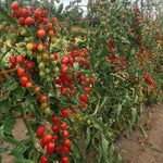Load image into Gallery viewer, Tomato, 'Gardener's Sweetheart' – photo 4
