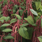 Load image into Gallery viewer, Amaranth, 'Coral Fountains' – photo 2
