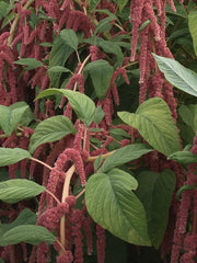 Load image into Gallery viewer, Amaranth, 'Coral Fountains' – photo 2
