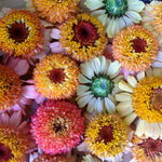 Load image into Gallery viewer, Zinnia, 'Zinderella Peach' – photo 5
