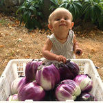 Load image into Gallery viewer, Eggplant, 'Violetta di Firenze' – photo 2

