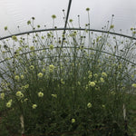 Load image into Gallery viewer, Scabiosa, 'Giant Yellow' – photo 3

