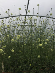 Load image into Gallery viewer, Scabiosa, 'Giant Yellow' – photo 3
