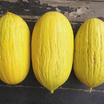 Load image into Gallery viewer, Melon, 'Giallo d'Inverno' – photo 2
