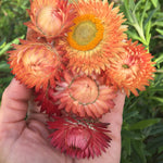 Load image into Gallery viewer, Strawflower, 'Apricot Peach Mix' – photo 3
