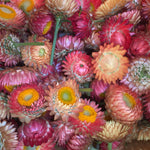 Load image into Gallery viewer, Strawflower, 'Apricot Peach Mix' – photo 4
