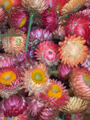 Load image into Gallery viewer, Strawflower, 'Apricot Peach Mix' – photo 4
