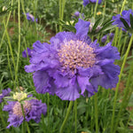 Load image into Gallery viewer, Scabiosa, 'Fama Deep Blue' – photo 6
