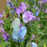 Load image into Gallery viewer, Sweet Pea, 'Turquoise Lagoon'
