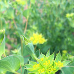 Load image into Gallery viewer, Bupleurum, 'Green Gold' – photo 2
