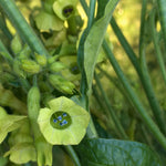Load image into Gallery viewer, Nicotiana, 'Langsdorff's Tobacco' – photo 2
