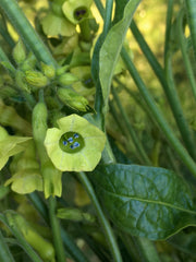 Load image into Gallery viewer, Nicotiana, 'Langsdorff's Tobacco' – photo 2
