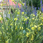 Load image into Gallery viewer, Nicotiana, 'Langsdorff's Tobacco' – photo 3
