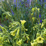 Load image into Gallery viewer, Nicotiana, 'Langsdorff's Tobacco'
