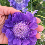 Load image into Gallery viewer, Scabiosa, 'Fama Deep Blue' – photo 4
