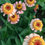 Load image into Gallery viewer, Zinnia, 'Zinderella Peach' – photo 2

